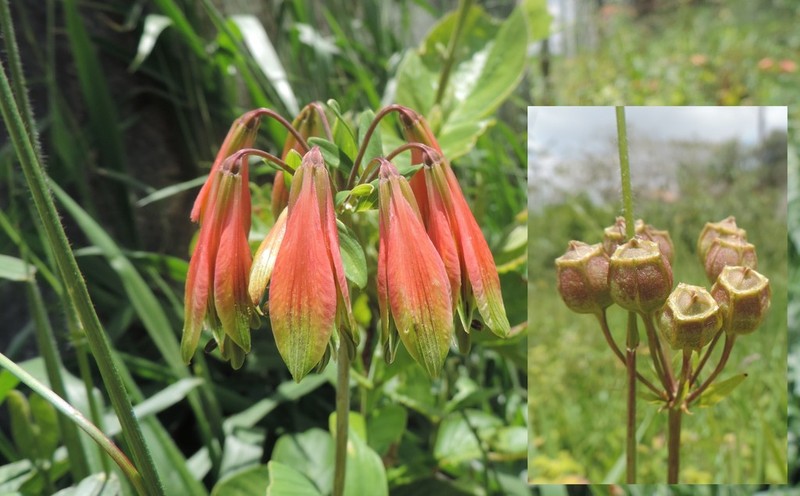 Alstroemeria longistaminea photo 8