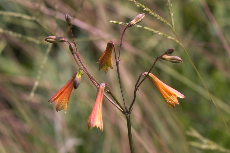 Alstroemeria longistyla