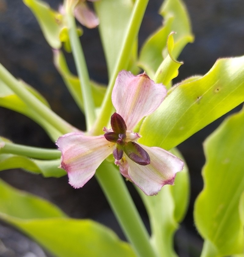 Alstroemeria magnifica