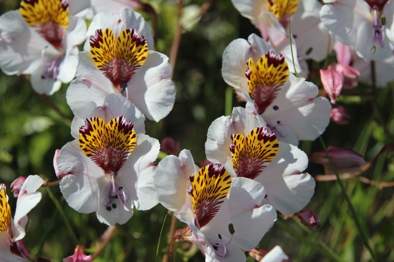 Alstroemeria magnifica photo 2