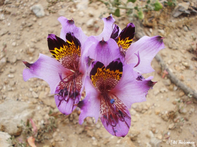 Alstroemeria magnifica photo 3