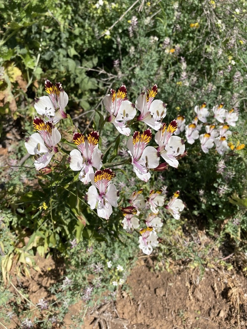 Alstroemeria magnifica photo 4
