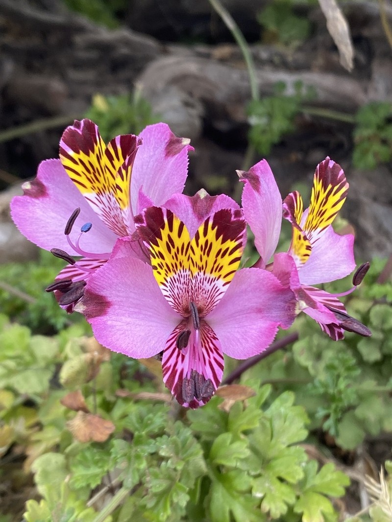 Alstroemeria magnifica photo 5
