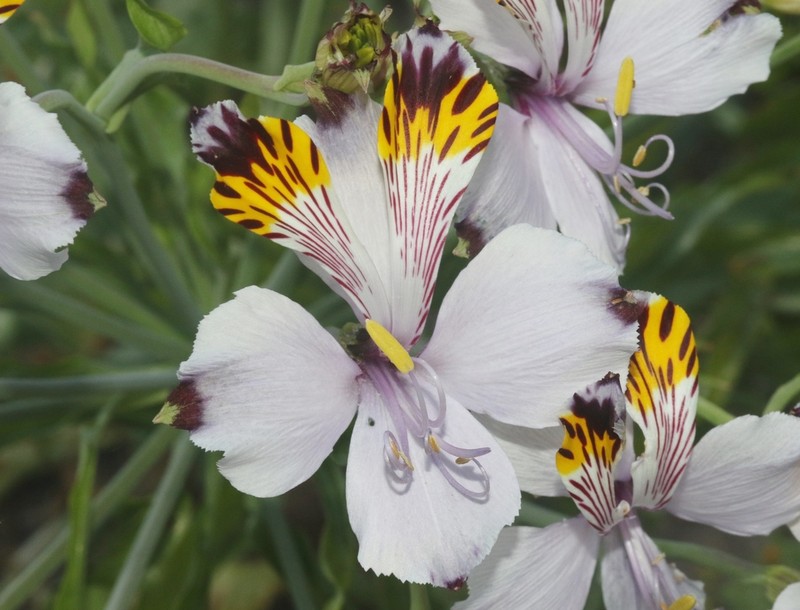 Alstroemeria magnifica photo 6