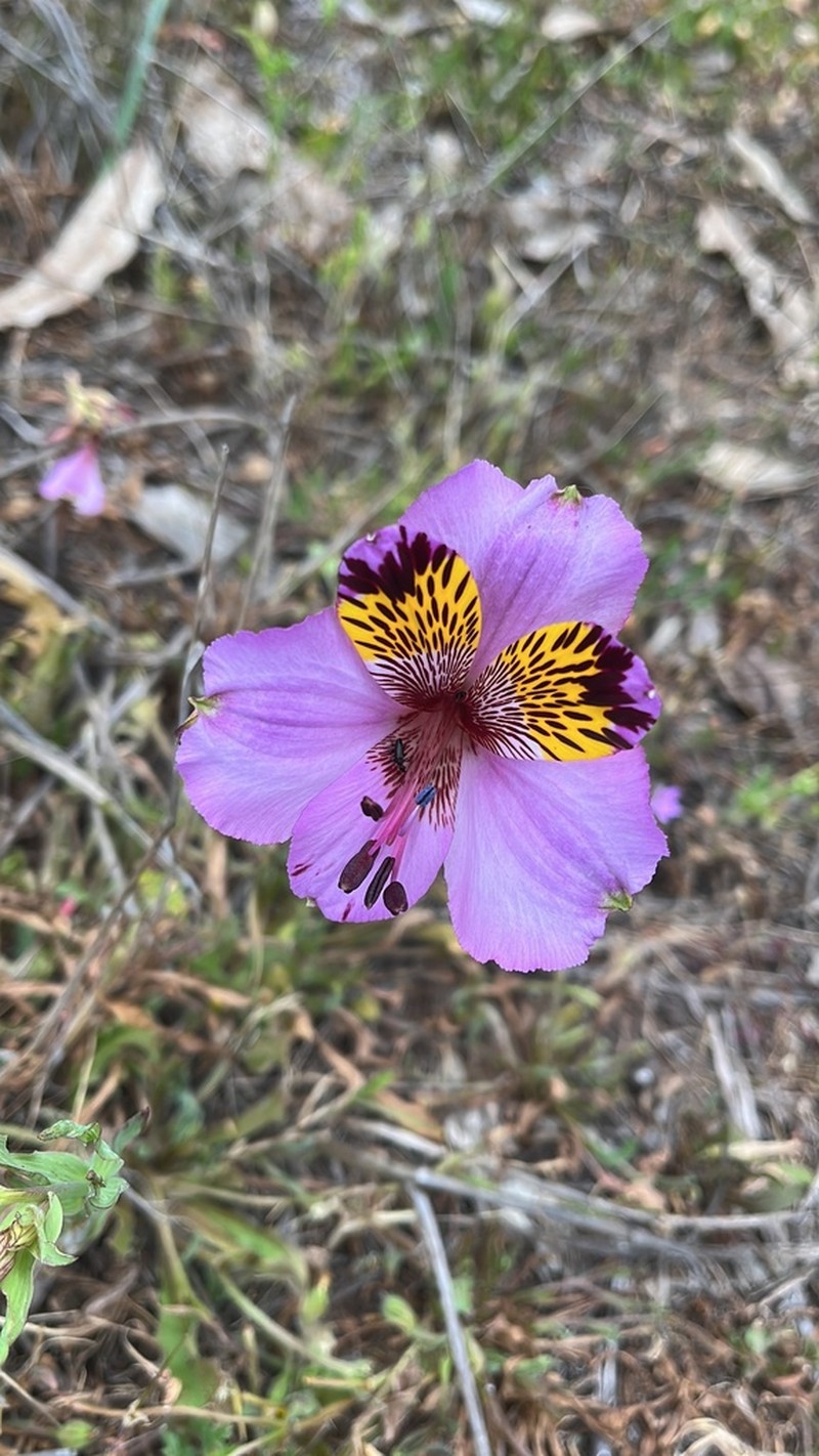 Alstroemeria magnifica photo 7