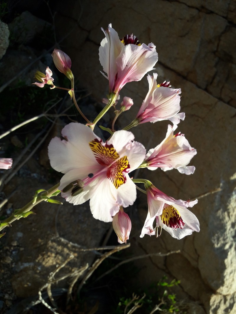 Alstroemeria magnifica photo 8