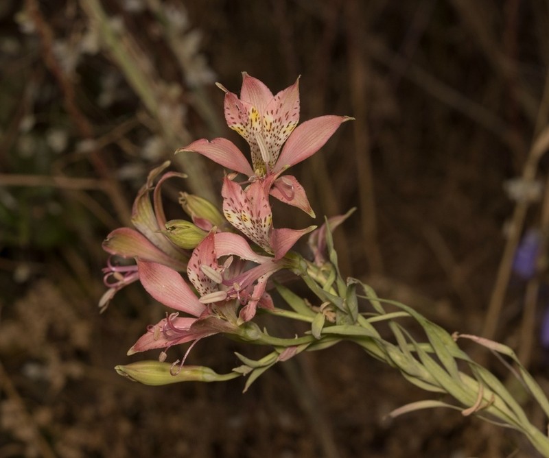 Alstroemeria marticorenae