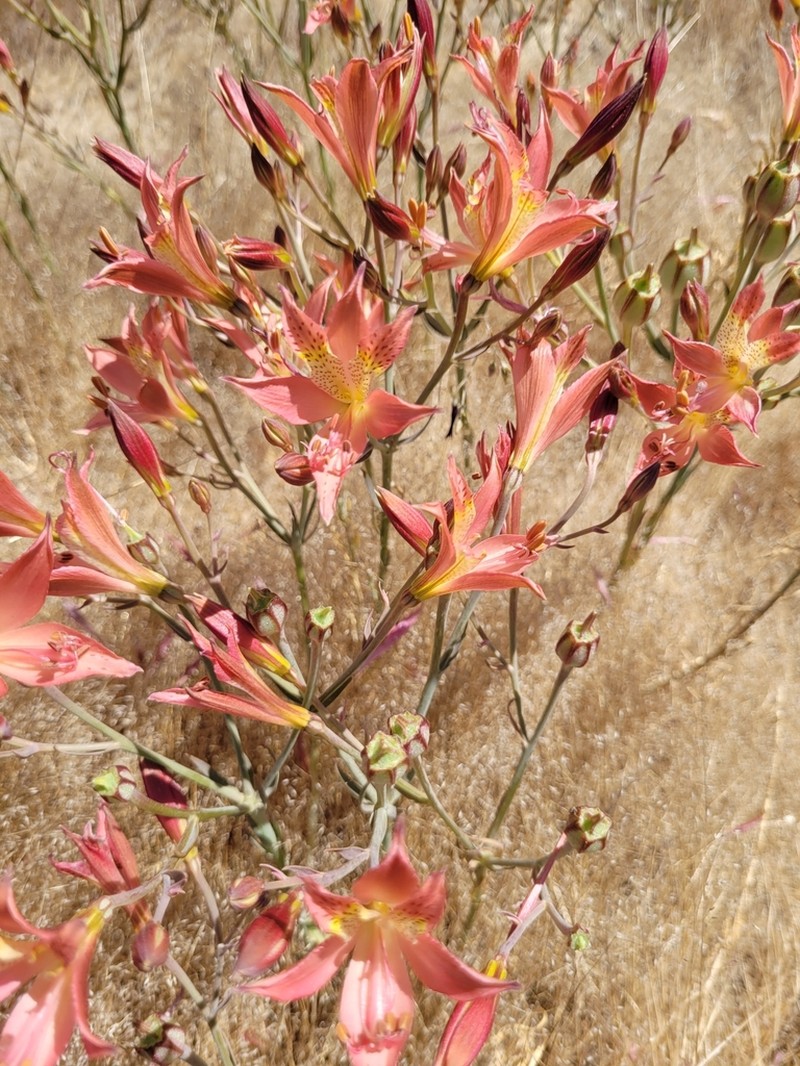Alstroemeria marticorenae photo 2
