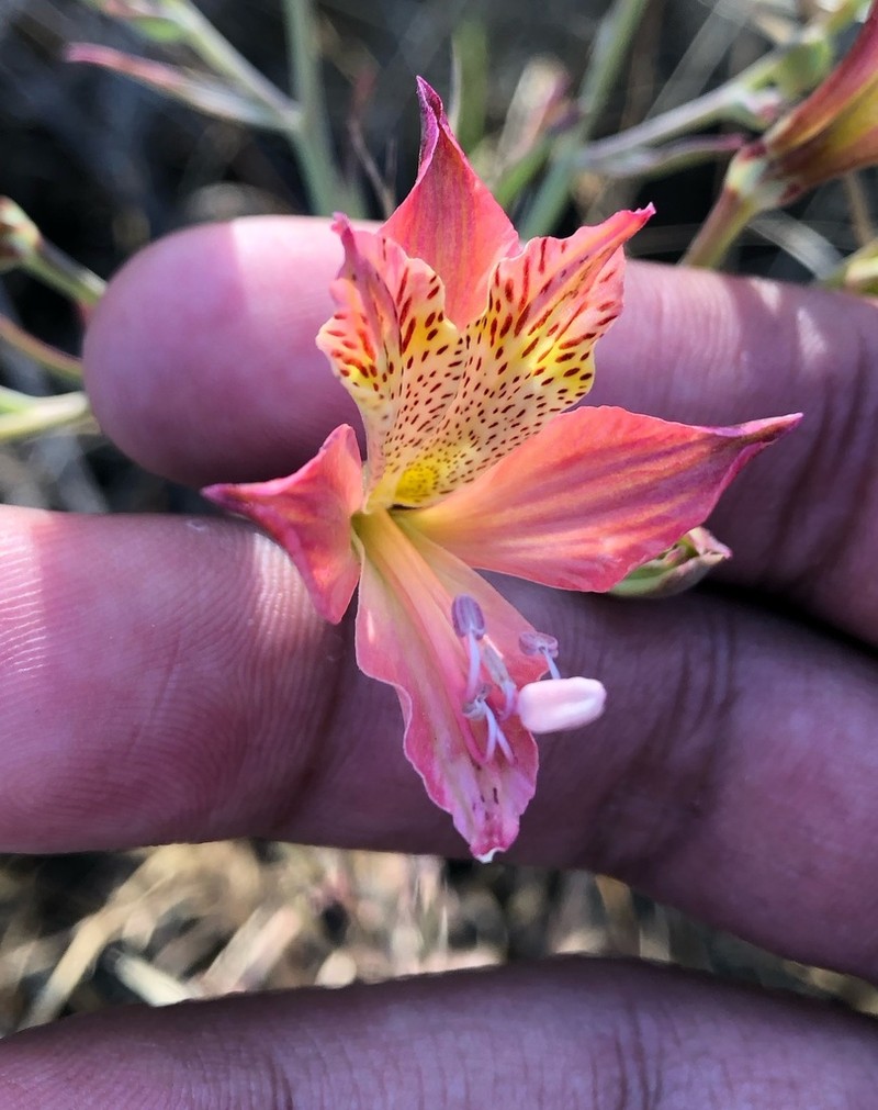 Alstroemeria marticorenae photo 3