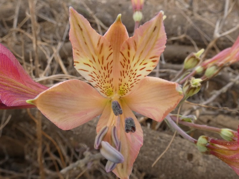 Alstroemeria marticorenae photo 4