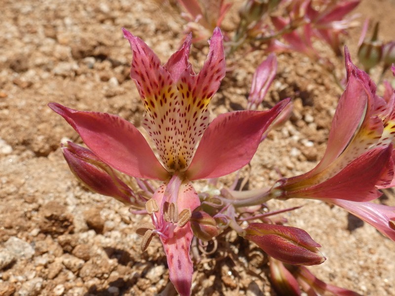 Alstroemeria marticorenae photo 5