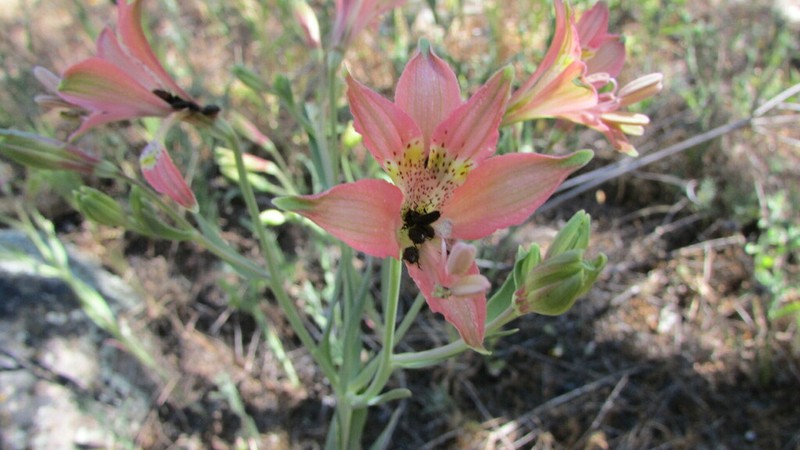 Alstroemeria marticorenae photo 6