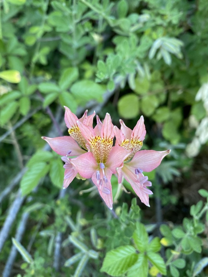 Alstroemeria marticorenae photo 7