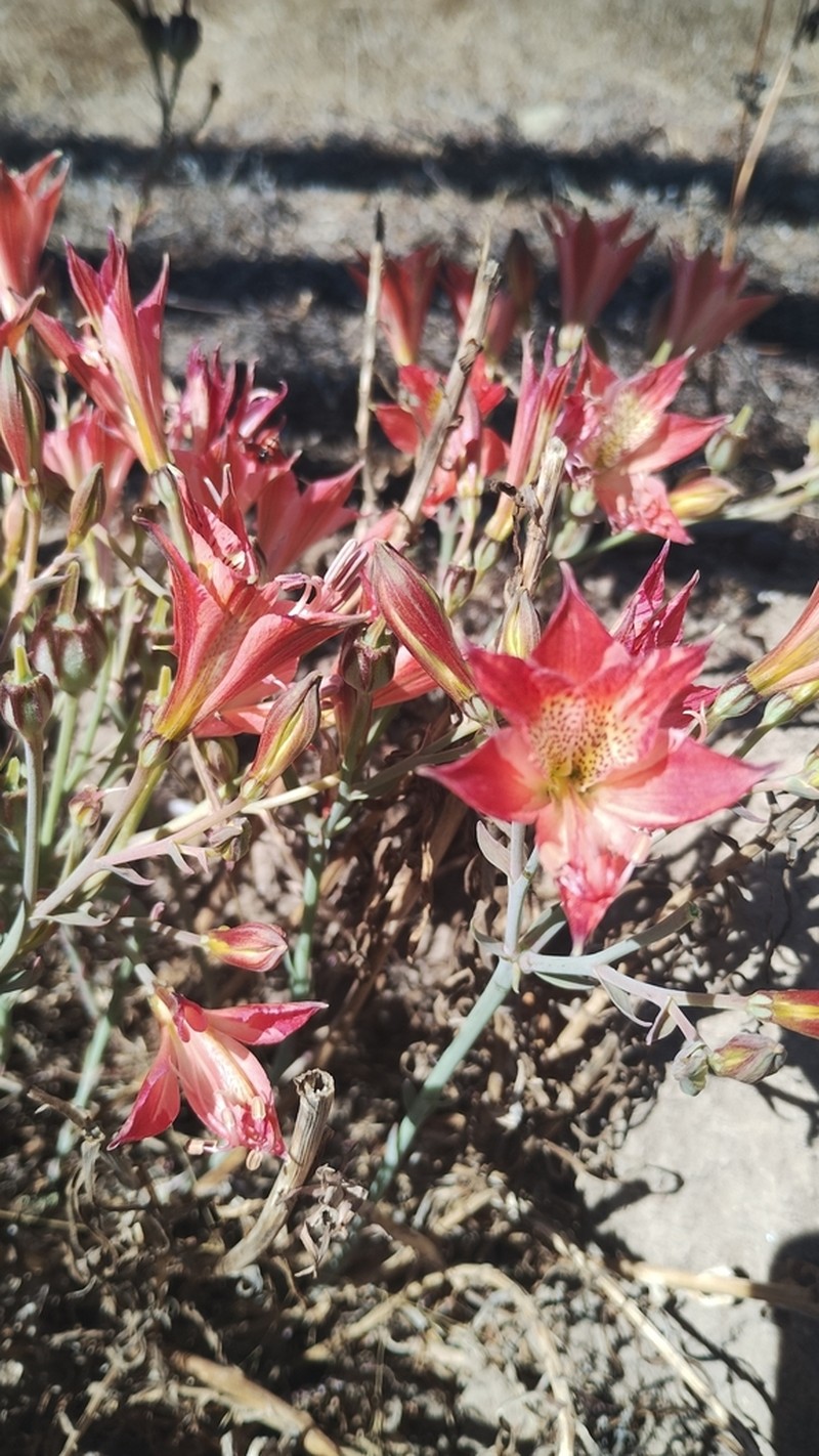 Alstroemeria marticorenae photo 8