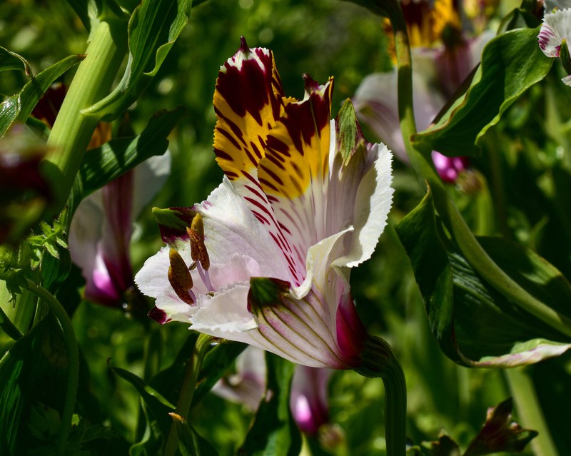 Alstroemeria maxima photo 3