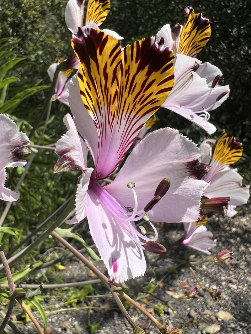 Alstroemeria maxima photo 4