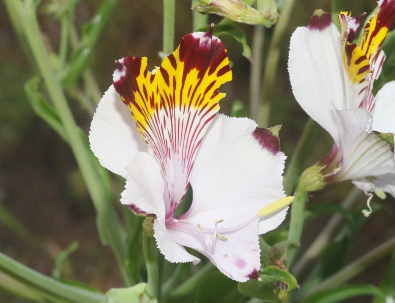 Alstroemeria maxima photo 5