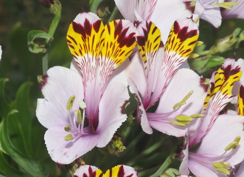 Alstroemeria maxima photo 6