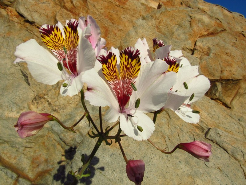 Alstroemeria maxima photo 7