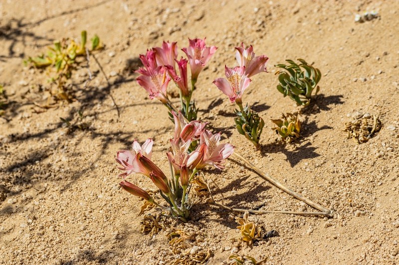 Alstroemeria mollensis