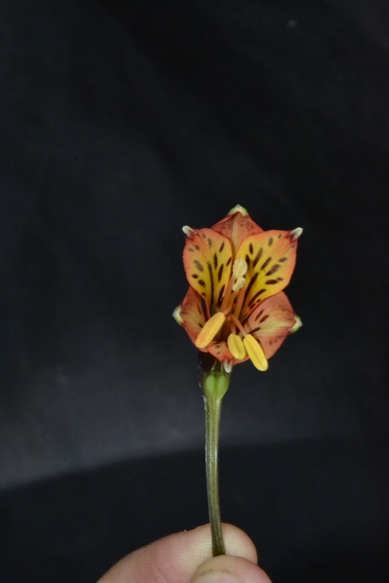 Alstroemeria monticola