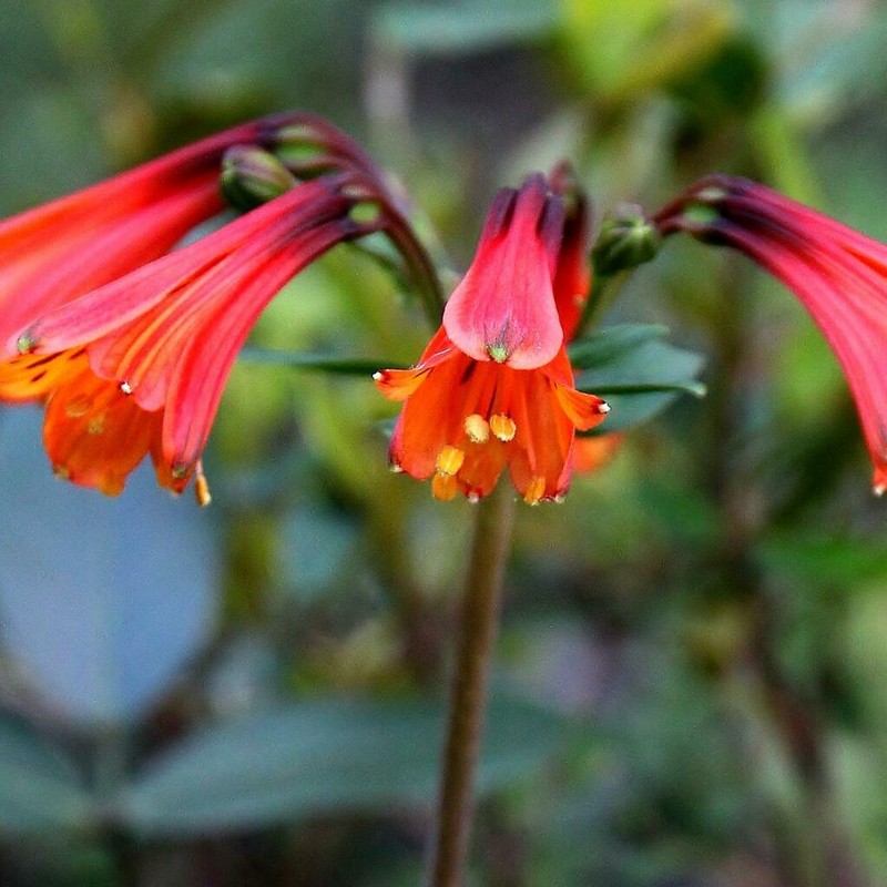 Alstroemeria monticola photo 2
