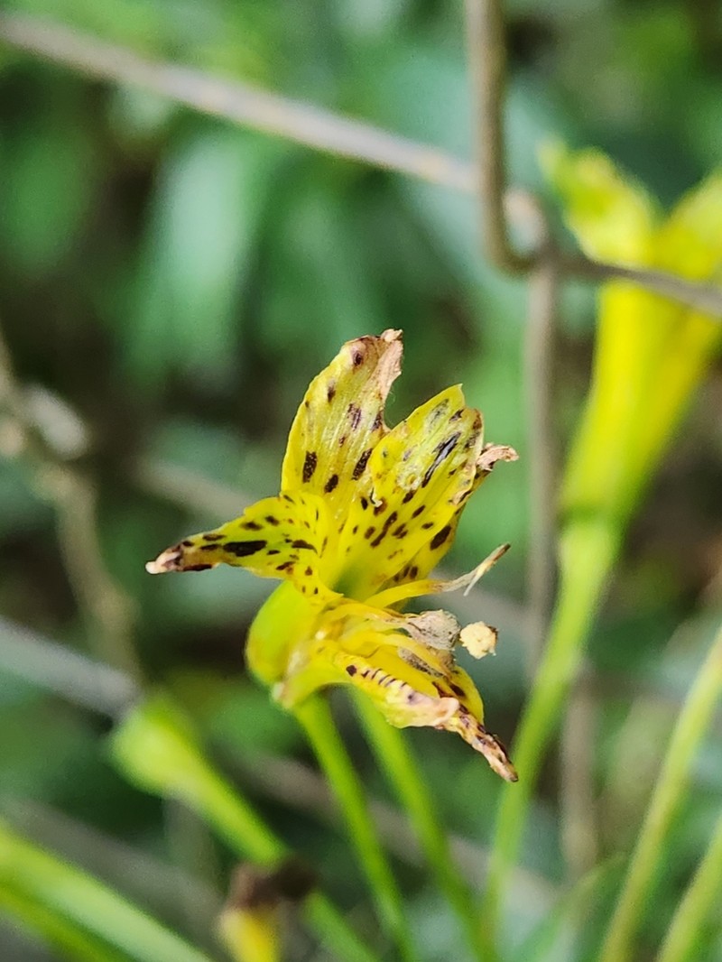 Alstroemeria ochracea photo 2