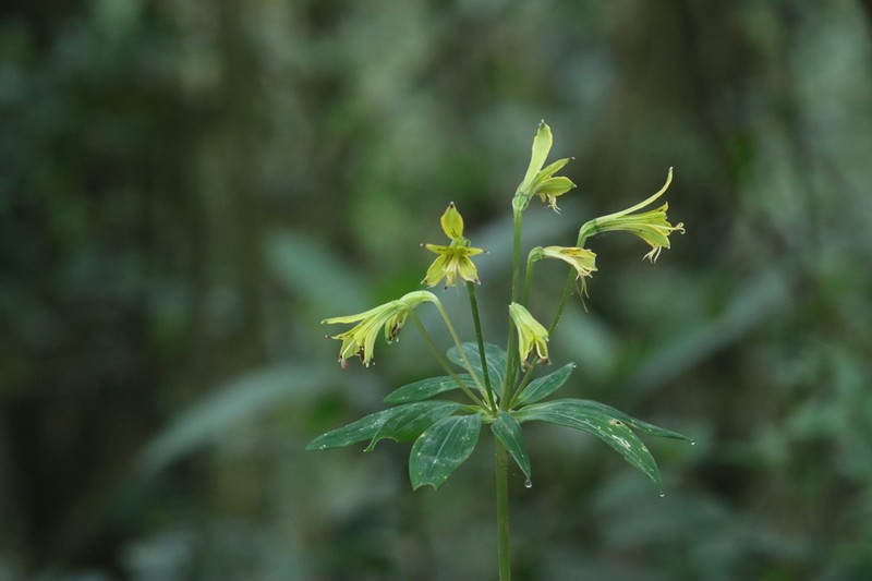 Alstroemeria ochracea photo 3
