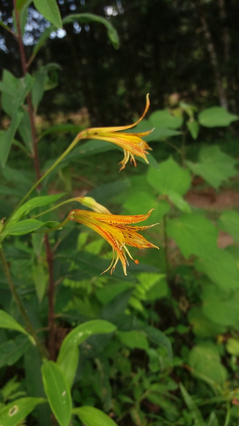 Alstroemeria ochracea photo 4