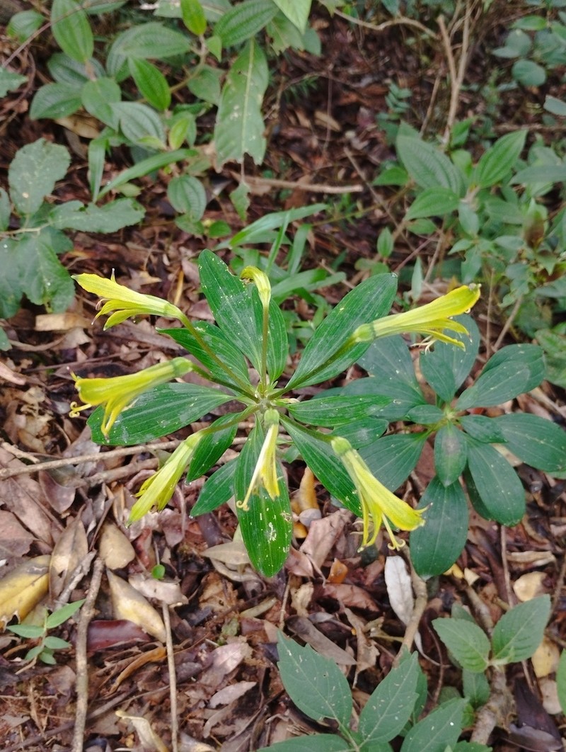 Alstroemeria ochracea photo 5