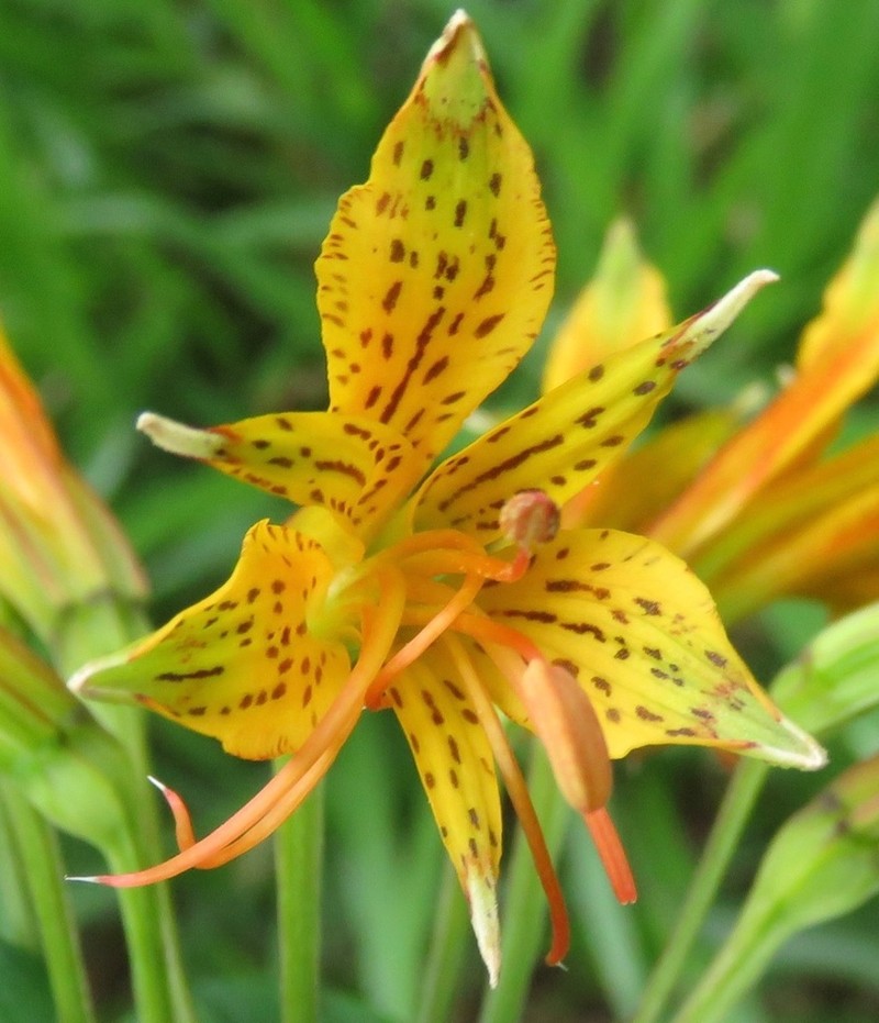 Alstroemeria ochracea photo 6