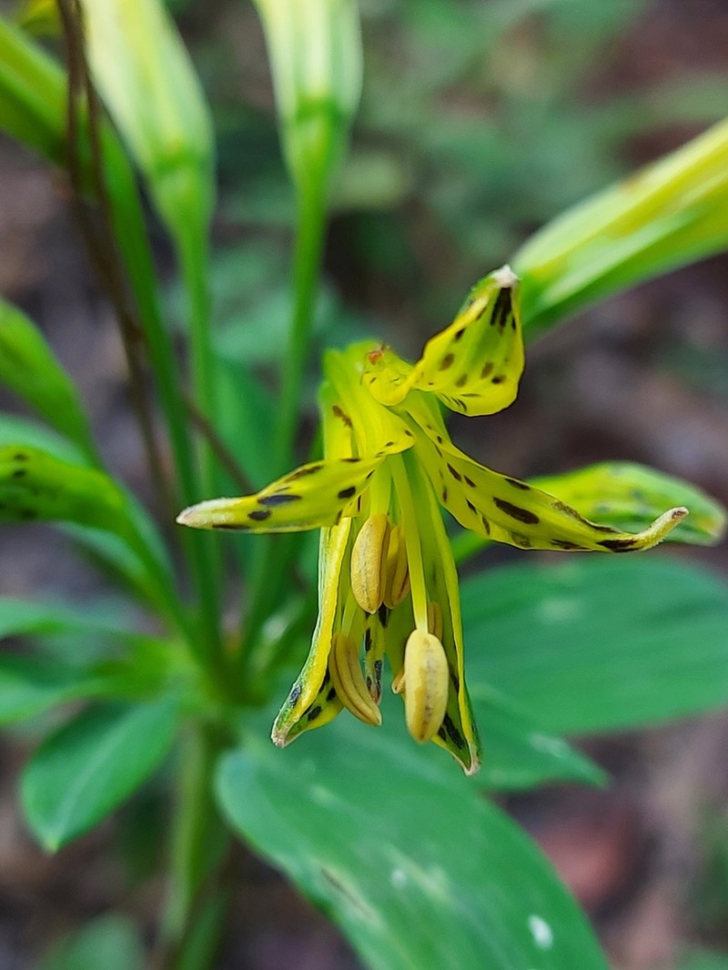 Alstroemeria ochracea photo 7