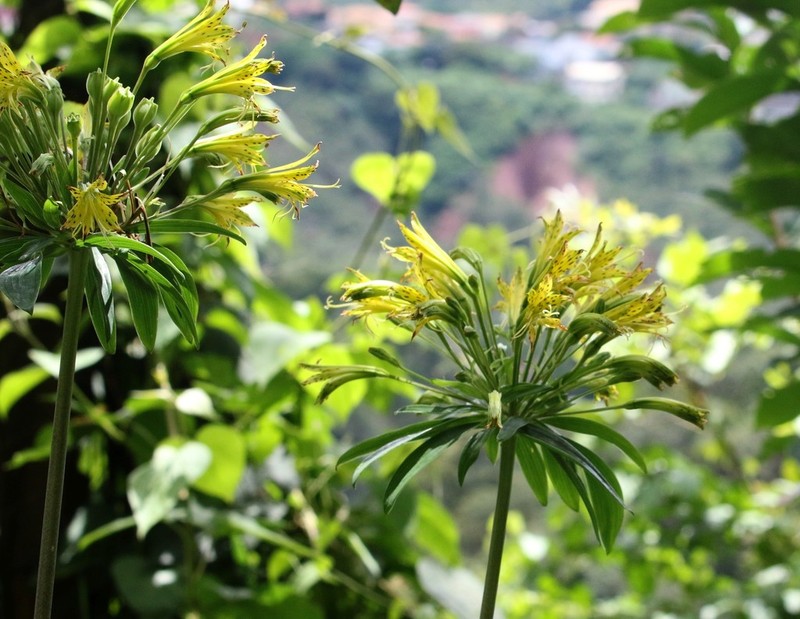 Alstroemeria ochracea photo 8