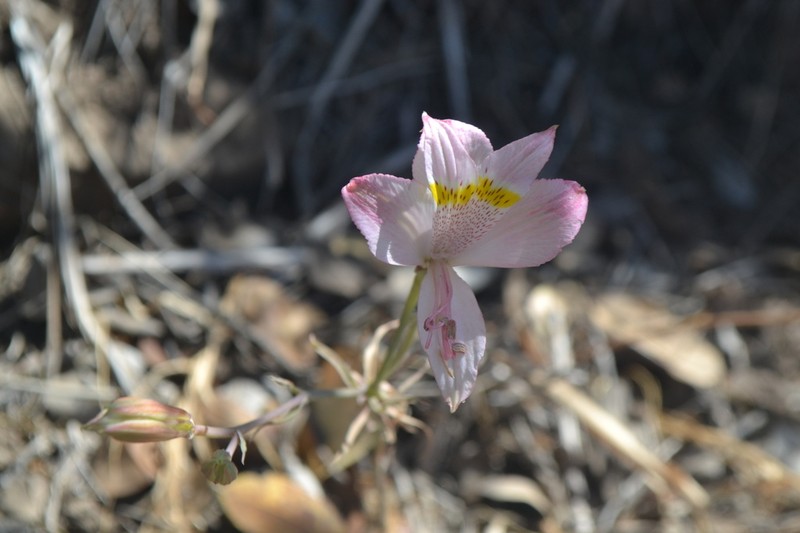 Alstroemeria pallida photo 3