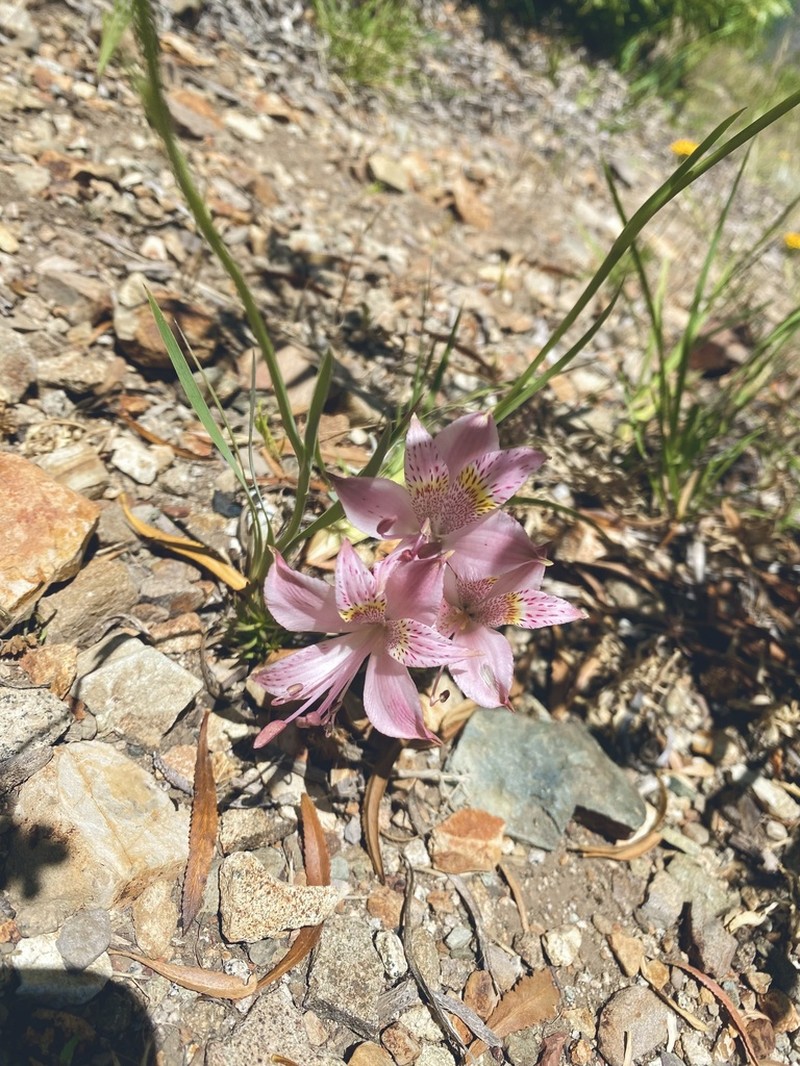 Alstroemeria pallida photo 4