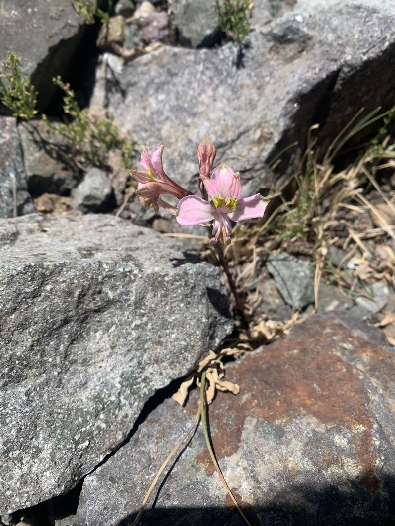 Alstroemeria pallida photo 5