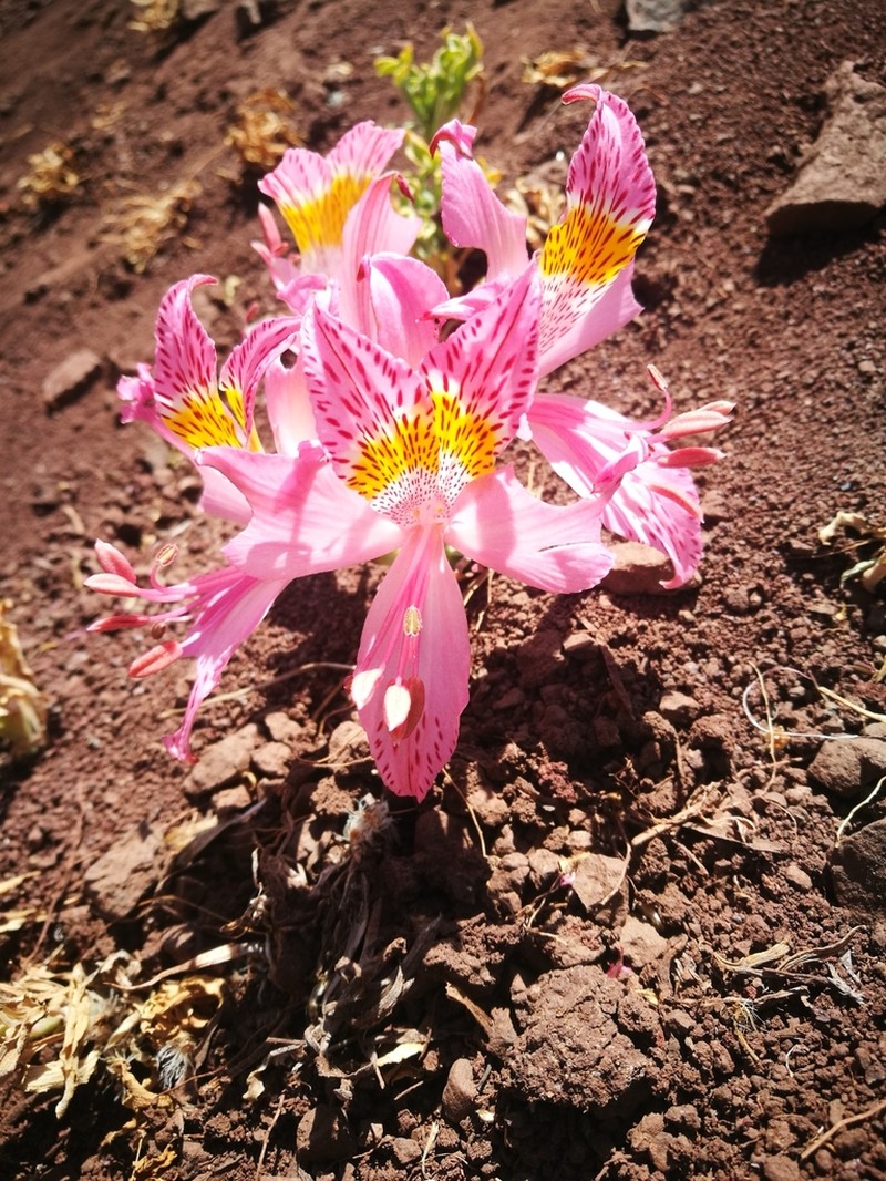 Alstroemeria pallida photo 6
