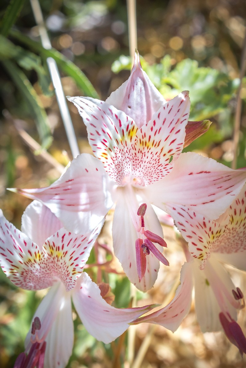 Alstroemeria pallida photo 7