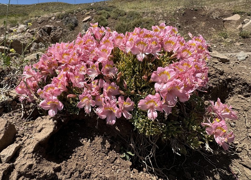 Alstroemeria pallida photo 8
