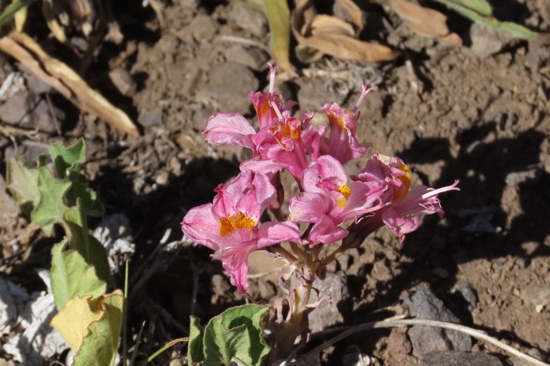 Alstroemeria parvula