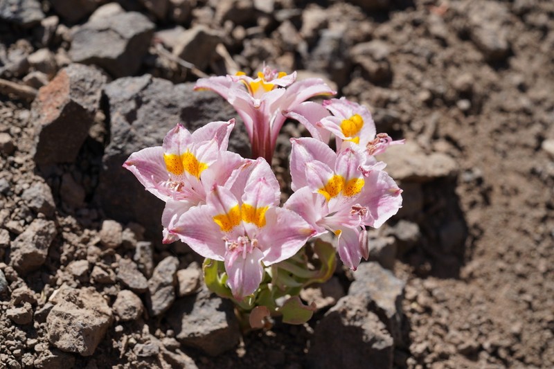 Alstroemeria parvula photo 2