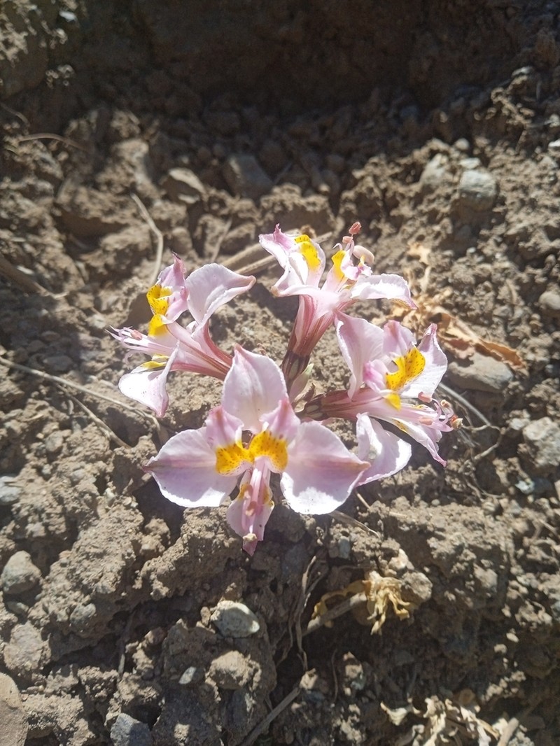 Alstroemeria parvula photo 3