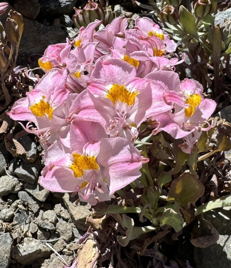 Alstroemeria parvula photo 8