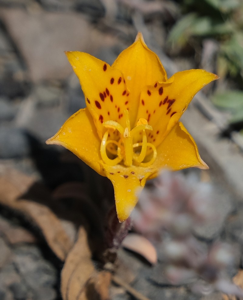 Alstroemeria patagonica