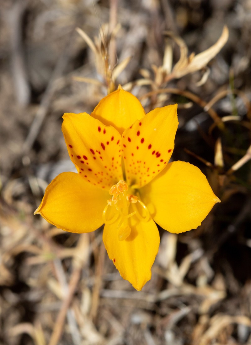 Alstroemeria patagonica photo 2