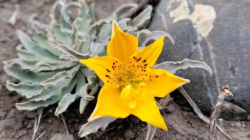 Alstroemeria patagonica photo 3