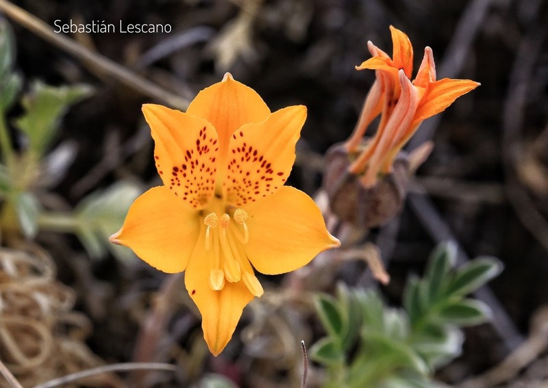 Alstroemeria patagonica photo 5