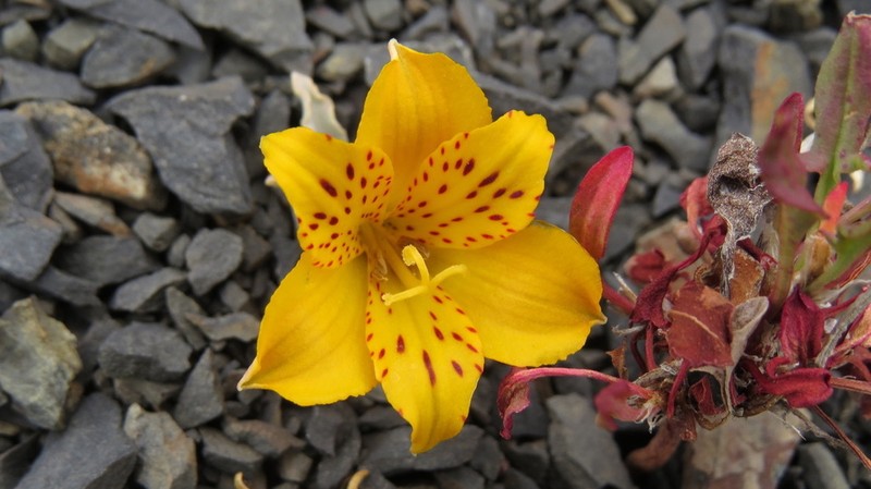 Alstroemeria patagonica photo 6