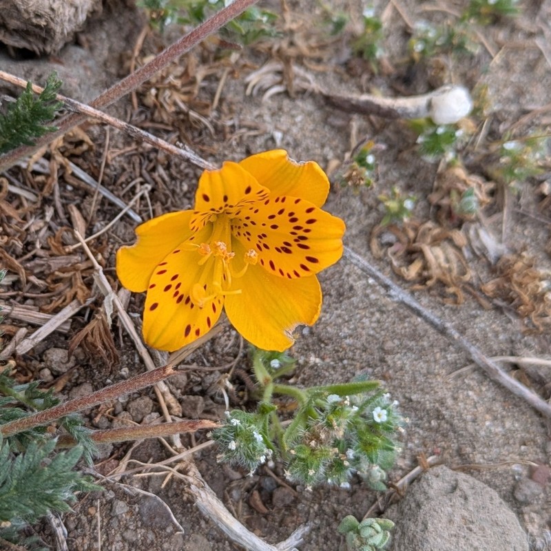 Alstroemeria patagonica photo 7