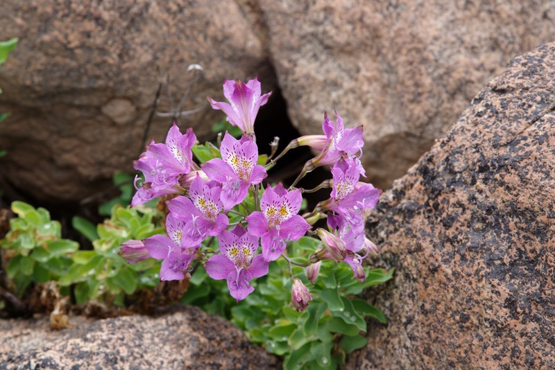 Alstroemeria paupercula